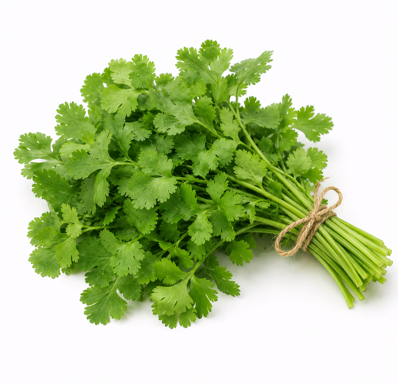 Coriandre (bouquet)